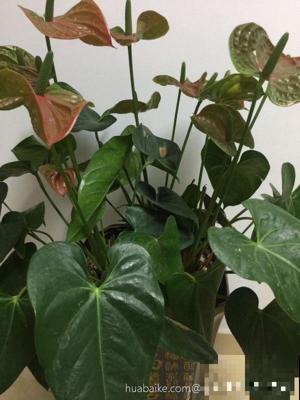 红掌变绿掌，别急着扔，搬屋里缓缓，还有救