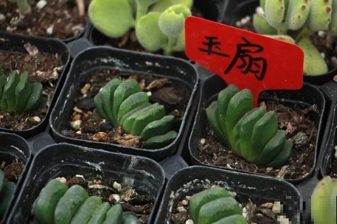 8种多肉不抗晒，颜色都能给晒没了，赶紧挪个地儿！