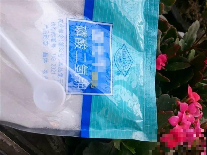 想要长寿花冬天抗冻一点，趁现在撒把肥，叶子厚实开花还多！