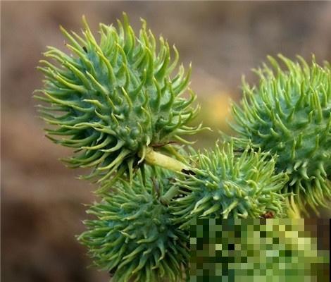 野外遍地是的小刺头，人吃了中剧毒，喂给花吃却呼呼长不停！