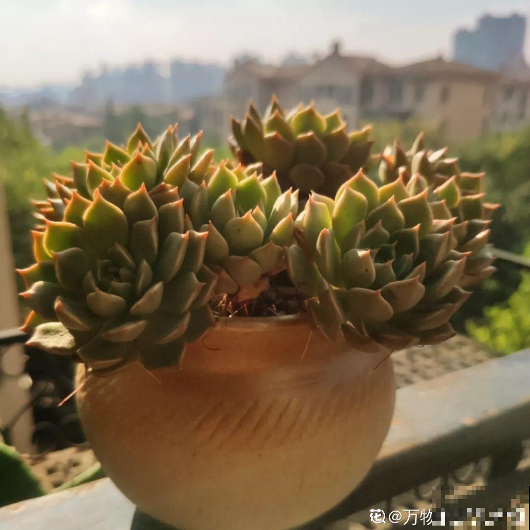 这花是个老酒鬼，灌点酒喷一喷，虫子死翘翘，叶子蹭蹭长！