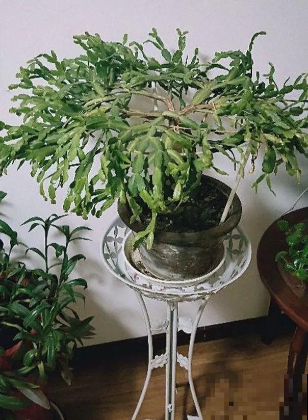 蟹爪兰光长叶子不开花？用它喷一喷，能看一冬天！