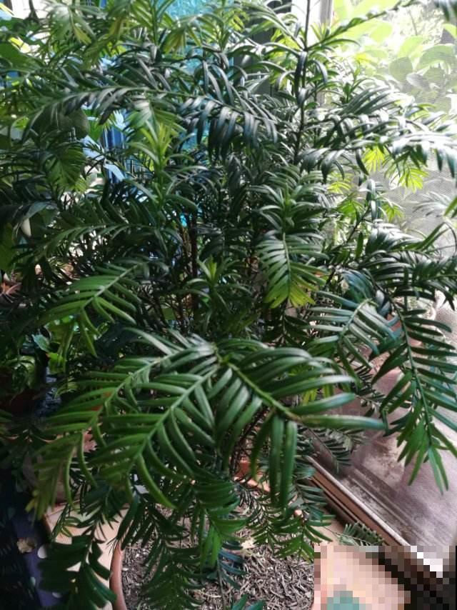 红豆杉养着养着就秃了咋整？老花农传授一招，几周就重新绿到发光