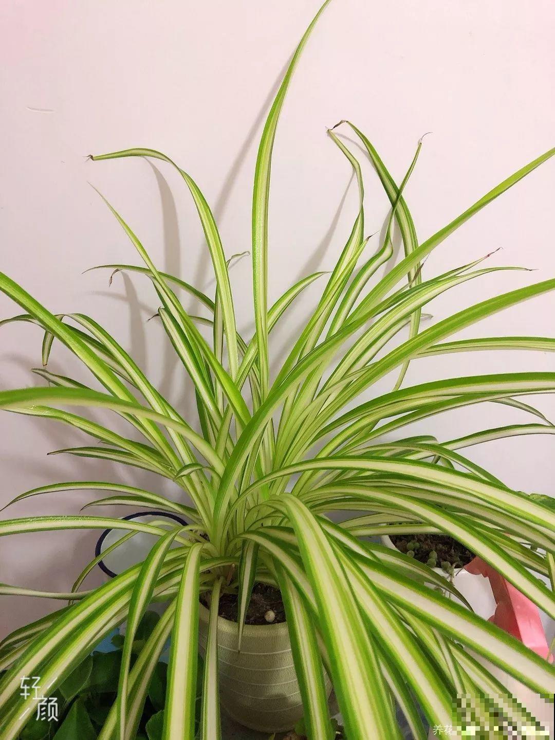 这花就爱窜小芽，摘下来蘸土就活，两个月又能长满一大盆！