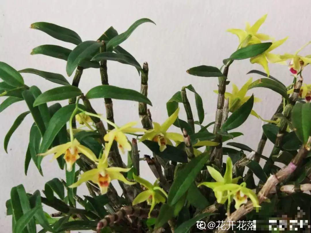 人养花，花也养人，这15种花，越养家里越干净！