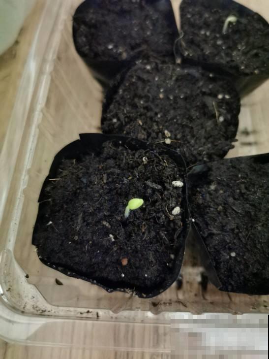 秋天也想播种？老花农教你这几招，天再冷也能呼呼出芽！