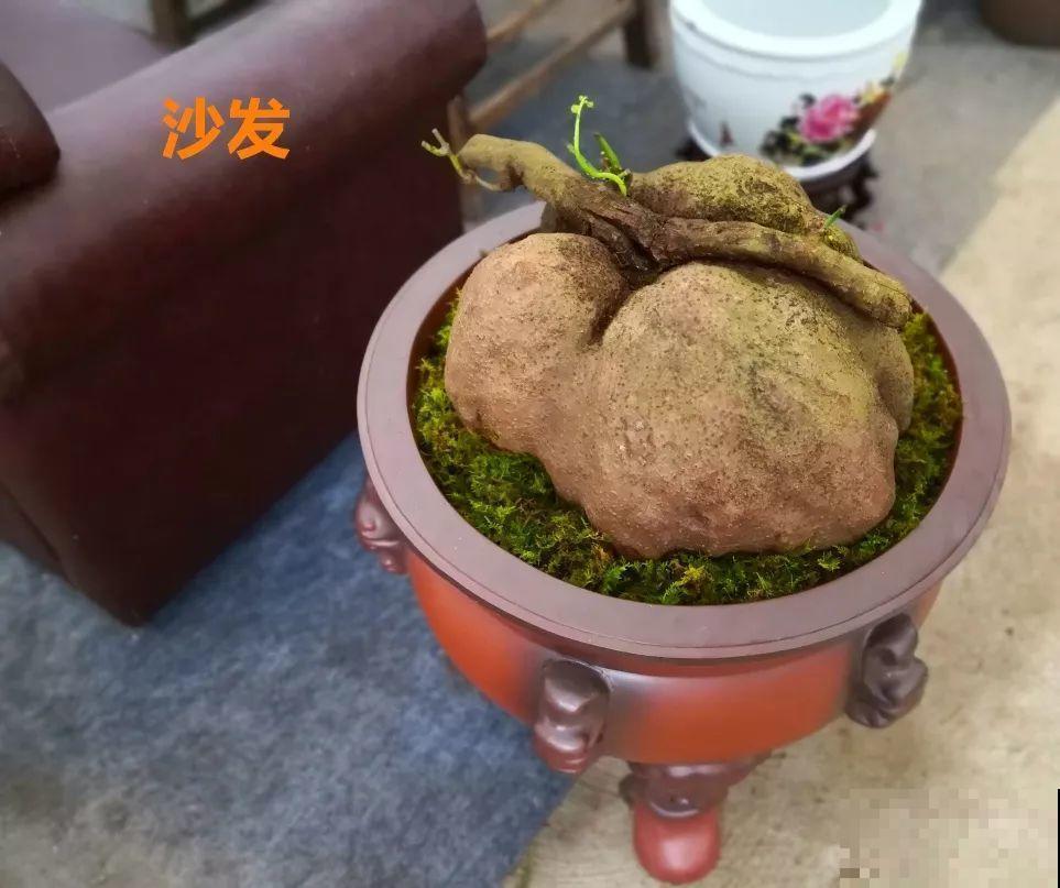 别看这花光秃秃，一喷水就窜叶，越养越值钱！