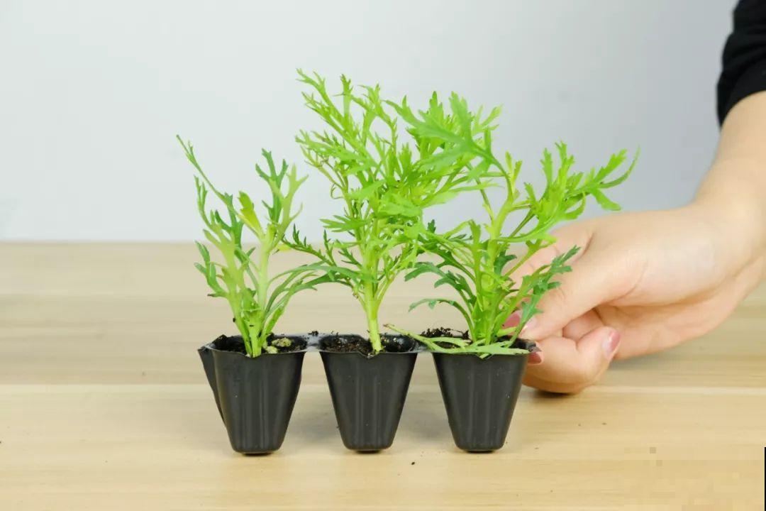 晾衣杆上挂盆它，个个开成大花球，阳台再小也能养！