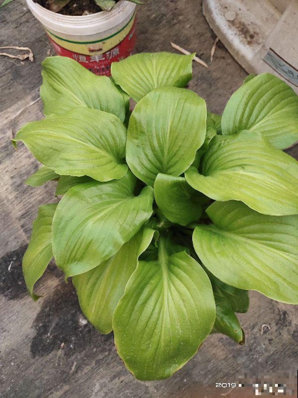 这5种花堪称加湿神器，耐阴又好养，冬天也能呼呼长个！