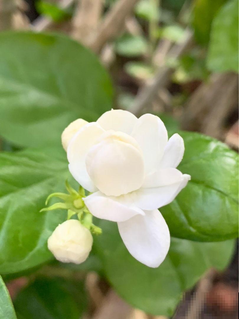 秋天苍蝇蚊子猖狂，放4种花在家里，苍蝇蚊子掉头就跑