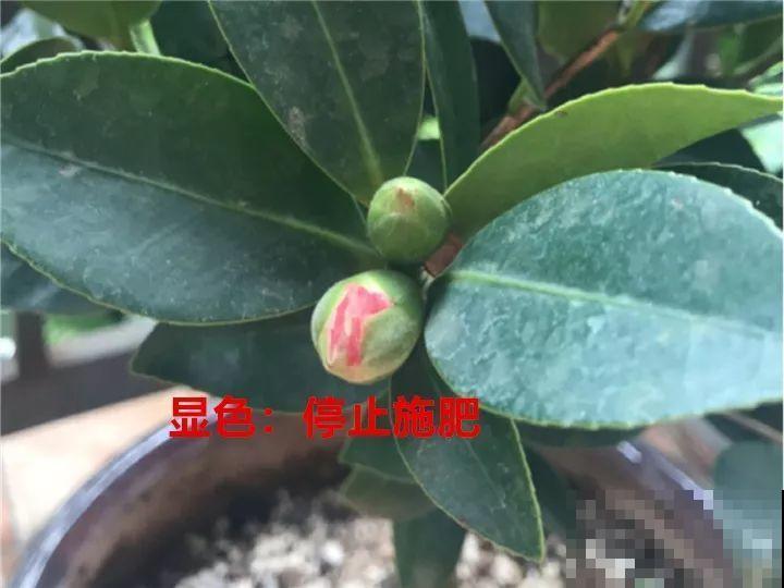 想要长寿花冬天抗冻一点，趁现在撒把肥，叶子厚实开花还多！