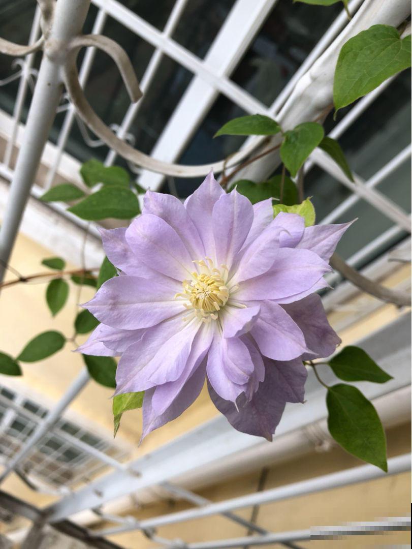 这藤本植物，一年开三季，开出来绚烂多姿