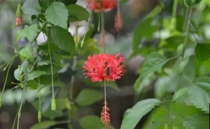 这花连开10个月，老妈非说是假花，幸好没拔！