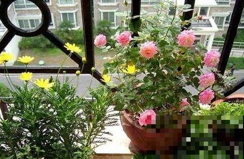 竹子长白霜是咋回事？原来还有这养花妙用，很多人带小刀上山猛刮