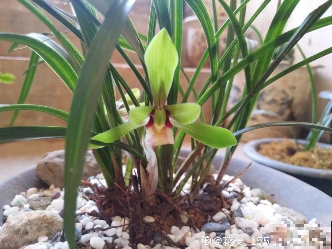 兰花最全养护要点，一年四季绿油油，开花还能香满屋！