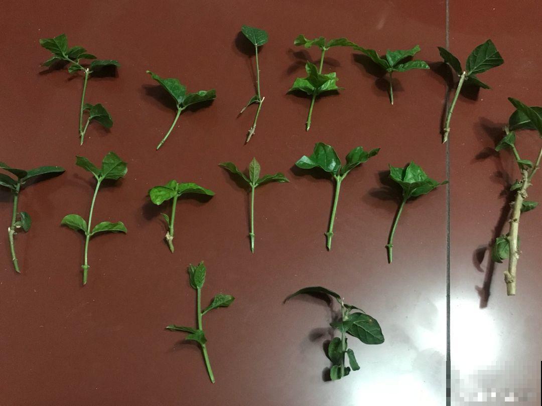 家里养茉莉，现在修剪施肥，就别指望安稳过冬了！