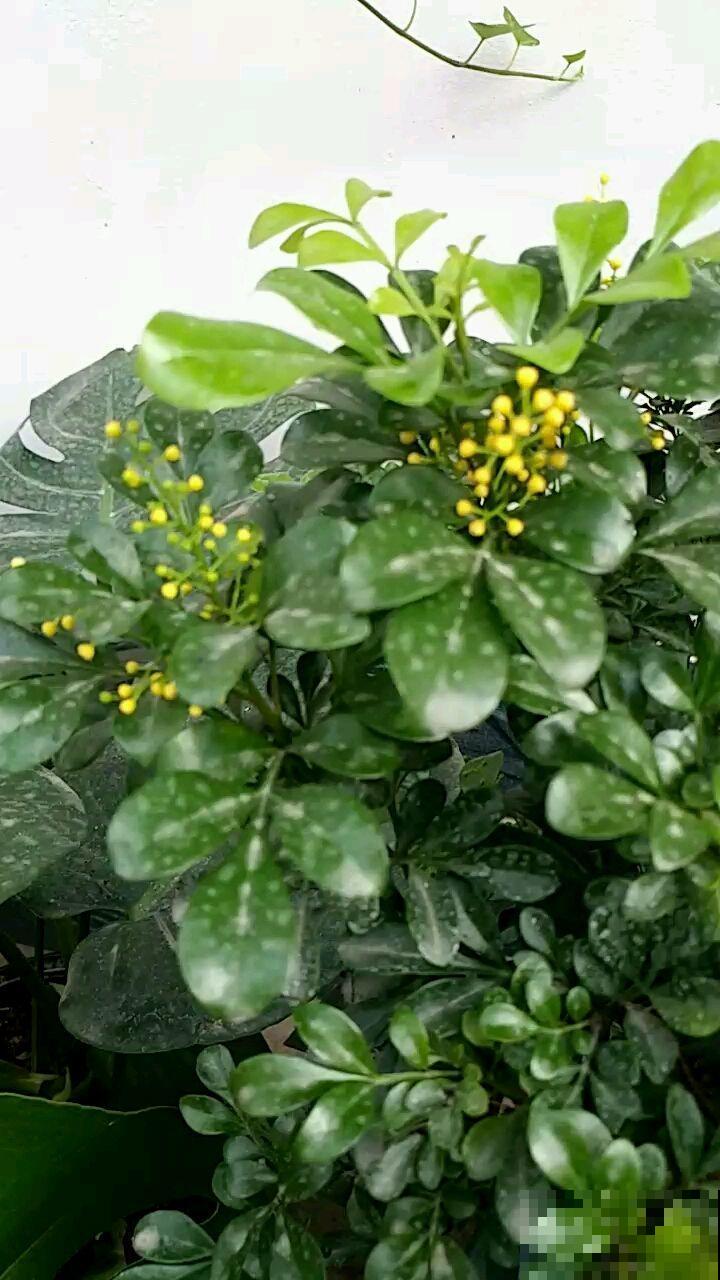 这花像兰花，秋冬这样养护不会落叶，记好了！