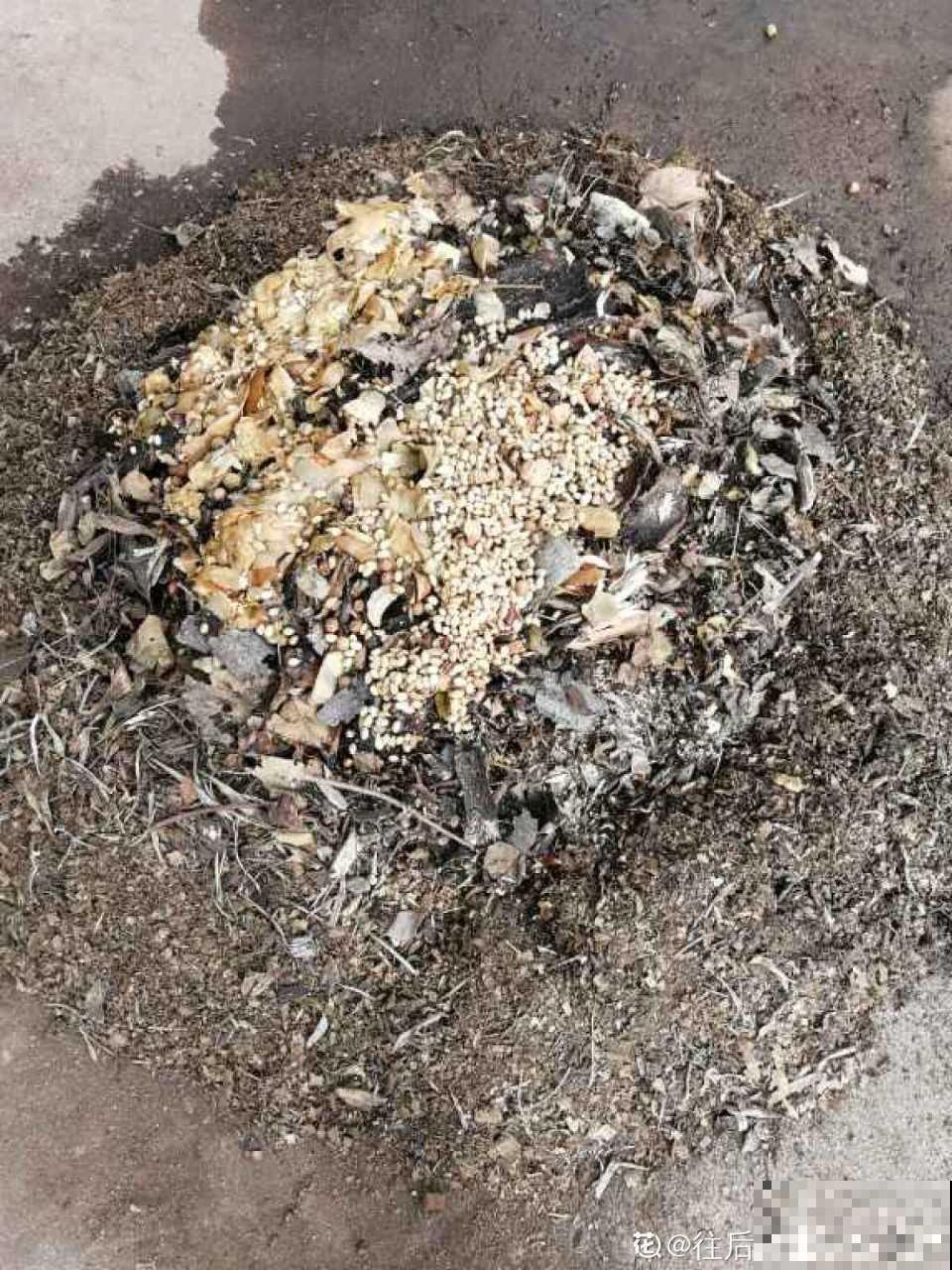 这花就得虐着养，套个袋子捂一捂，揭开立马冒花苞！