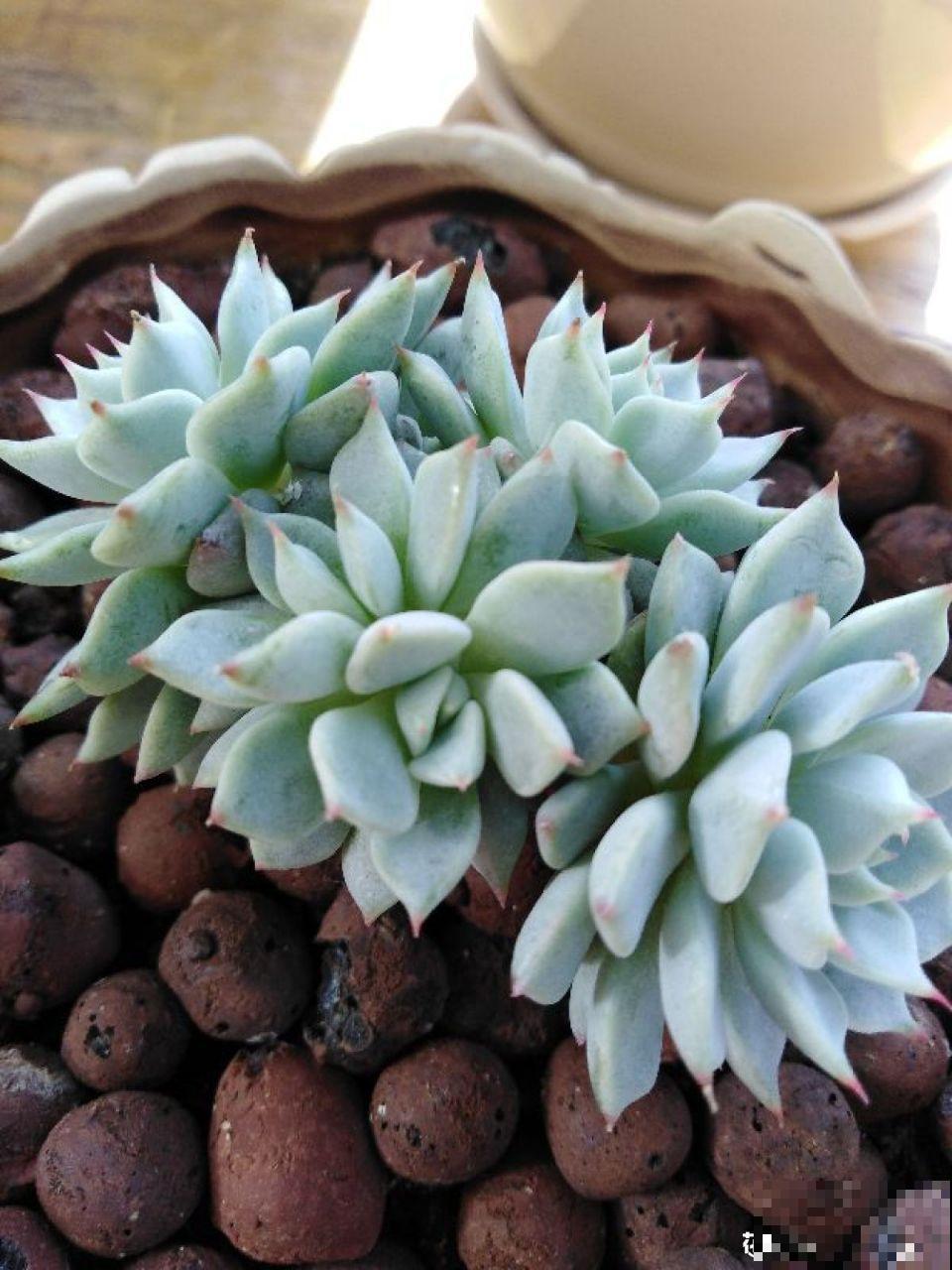 别人玉缀一盆栽5棵，而你就栽一棵，就这样还想爆盆？