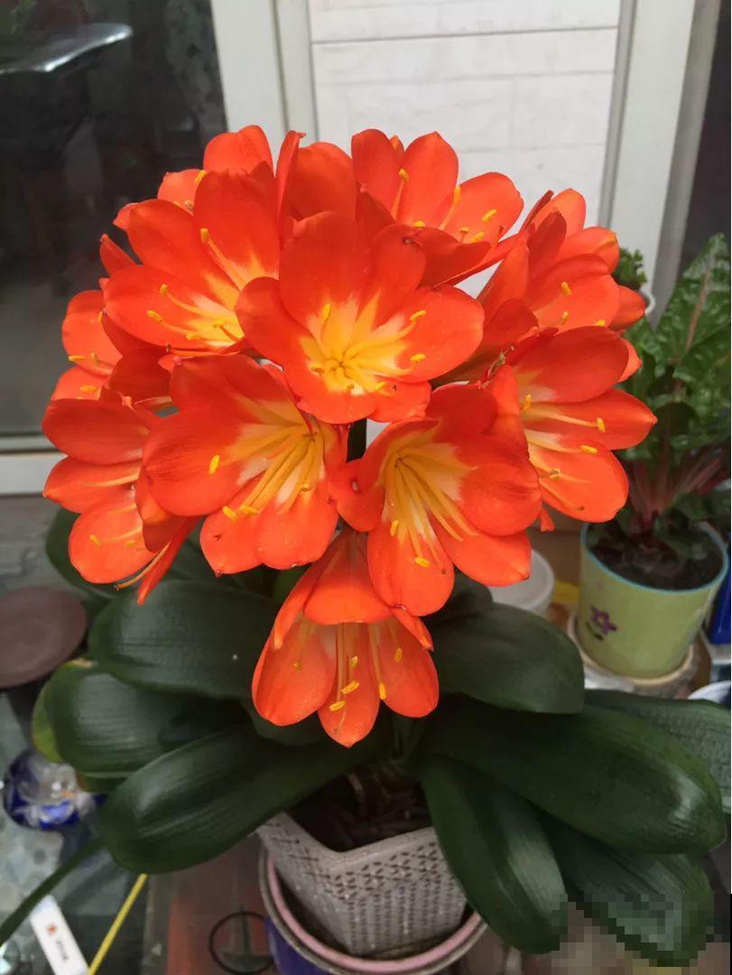 8种花，沾土就活，特有成就感，养一次就上瘾！