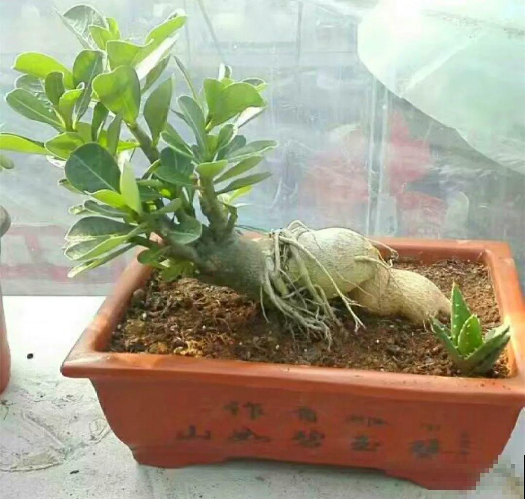 养这3种花，盆越小开花越多，放大盆里反而不长！
