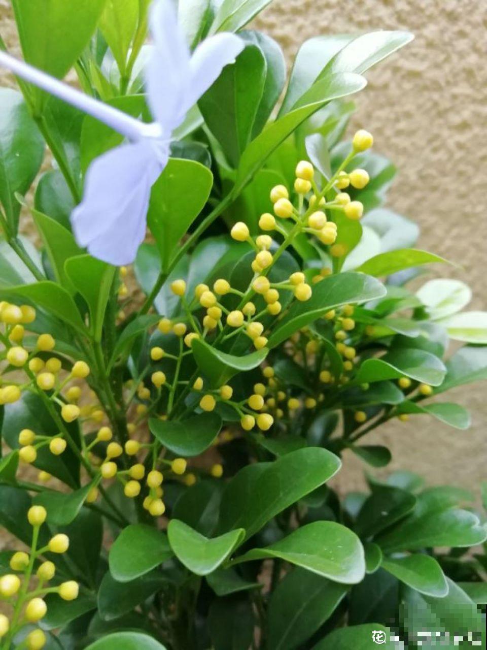 花市老板的那些卖花套路，偷梁换柱，一般花友怎么避免？