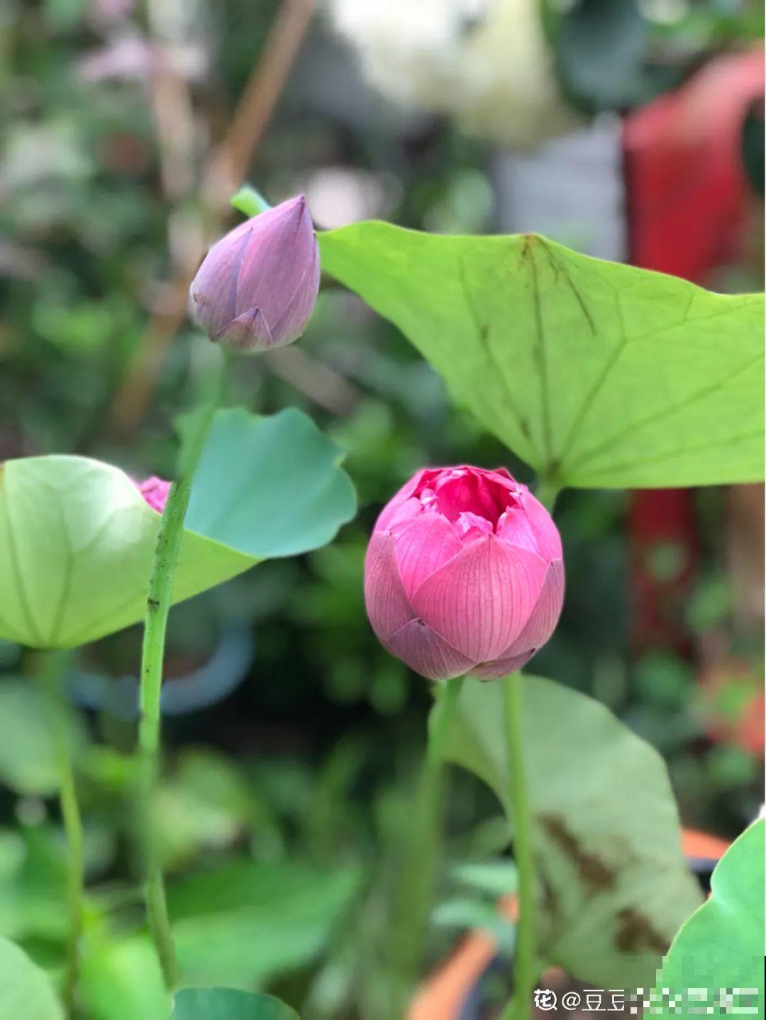 不同季节种不一样的花，这样的院子，才是我心中的世外桃源！