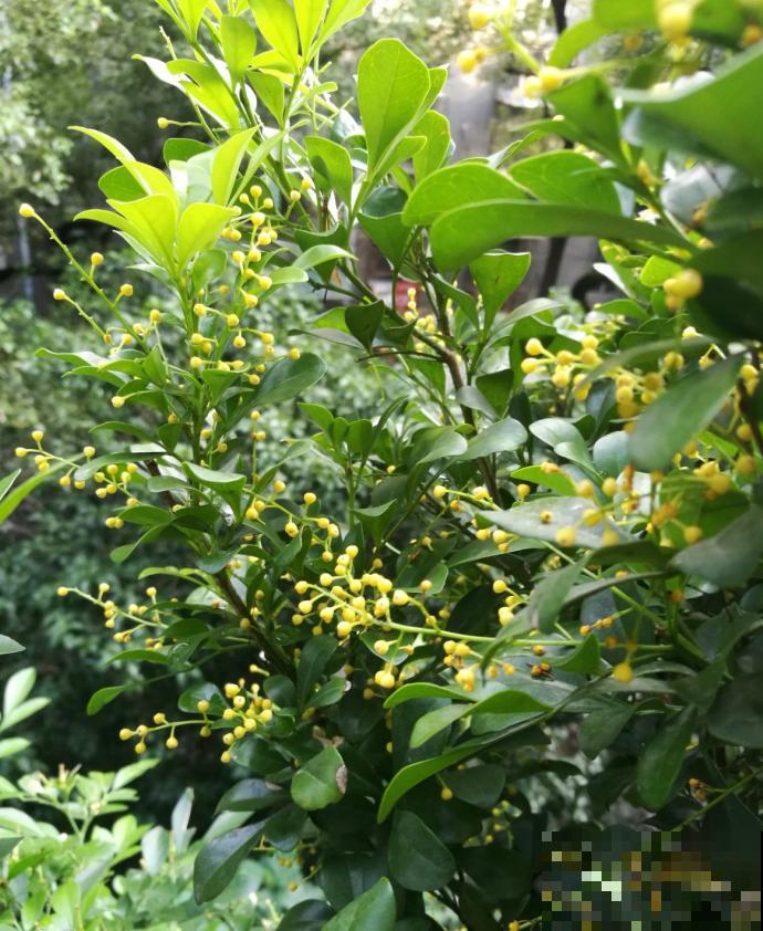 米兰迟迟不开？从这3个方面下手，花香飘满屋！