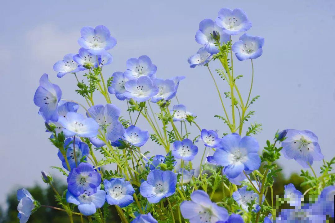 15种小众花，比长寿月季都好看，很少有人能叫出名字来！