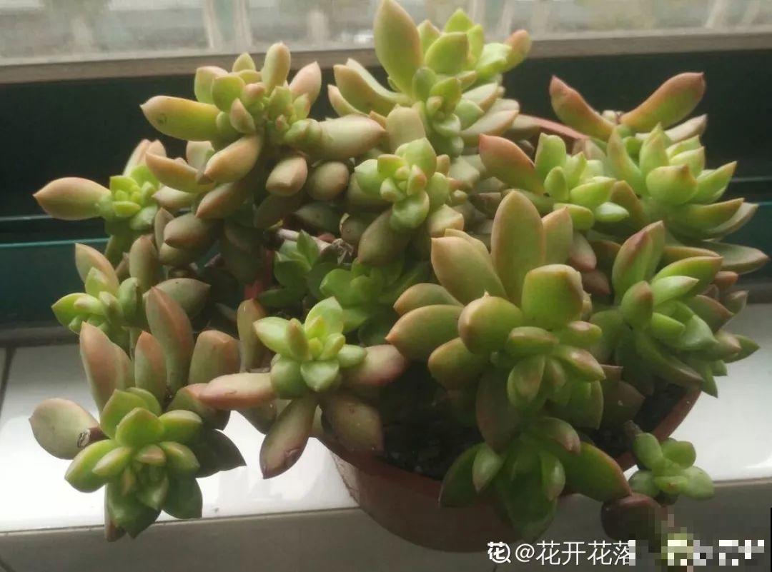 这18种多肉不抗冻吗，降温赶紧搬屋里，一露养就完蛋！