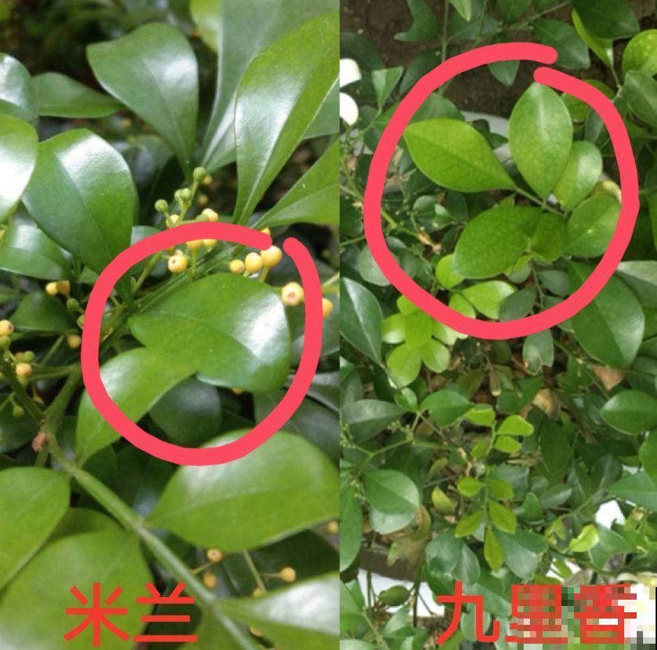 花市老板的那些卖花套路，偷梁换柱，一般花友怎么避免？