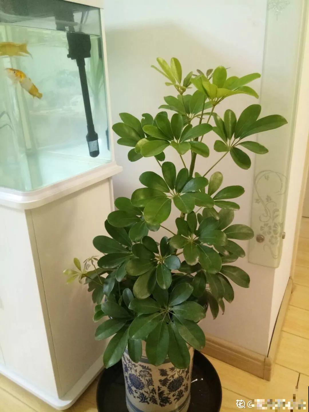 人养花，花也养人，这15种花，越养家里越干净！