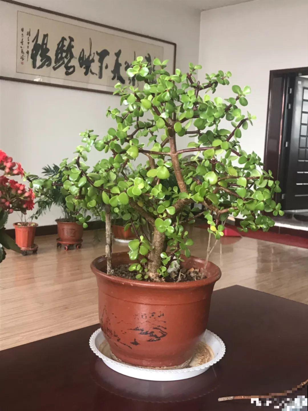 人养花，花也养人，这15种花，越养家里越干净！
