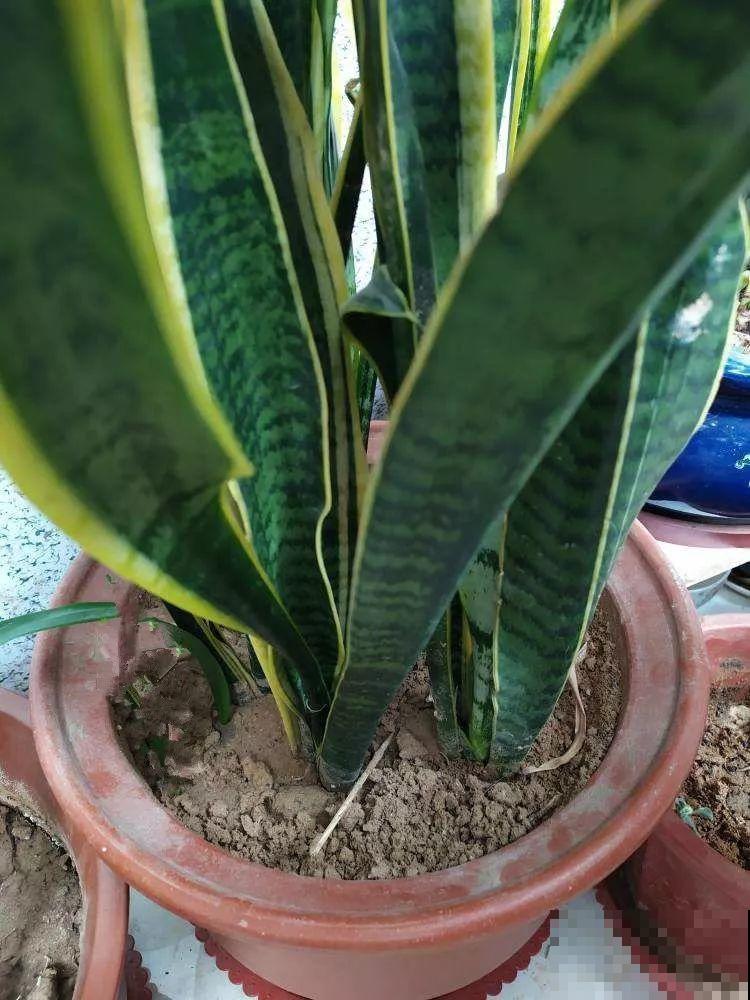 养这3种花真挣钱，今年种1棵，明年能收获一麻袋！