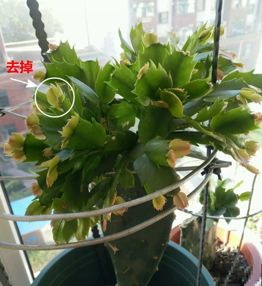 3种花别乱浇水，水越多越不开花，难怪这么多年不见一个花骨朵！