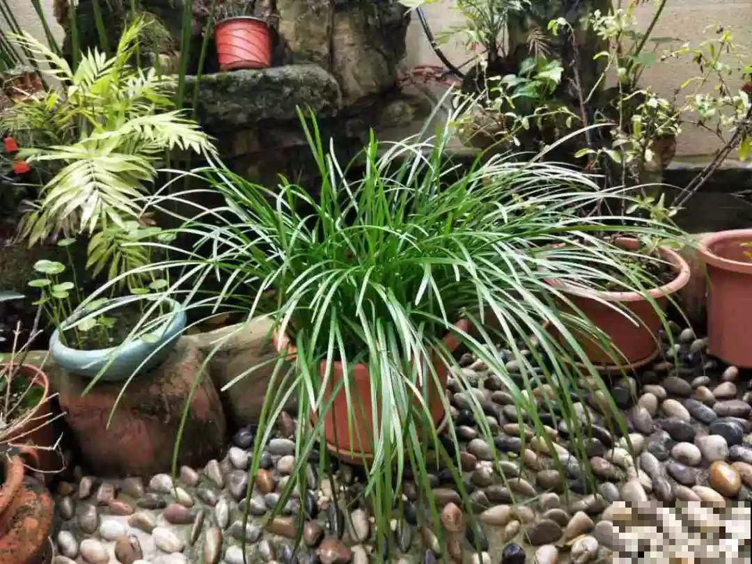 兰花最全养护要点，一年四季绿油油，开花还能香满屋！