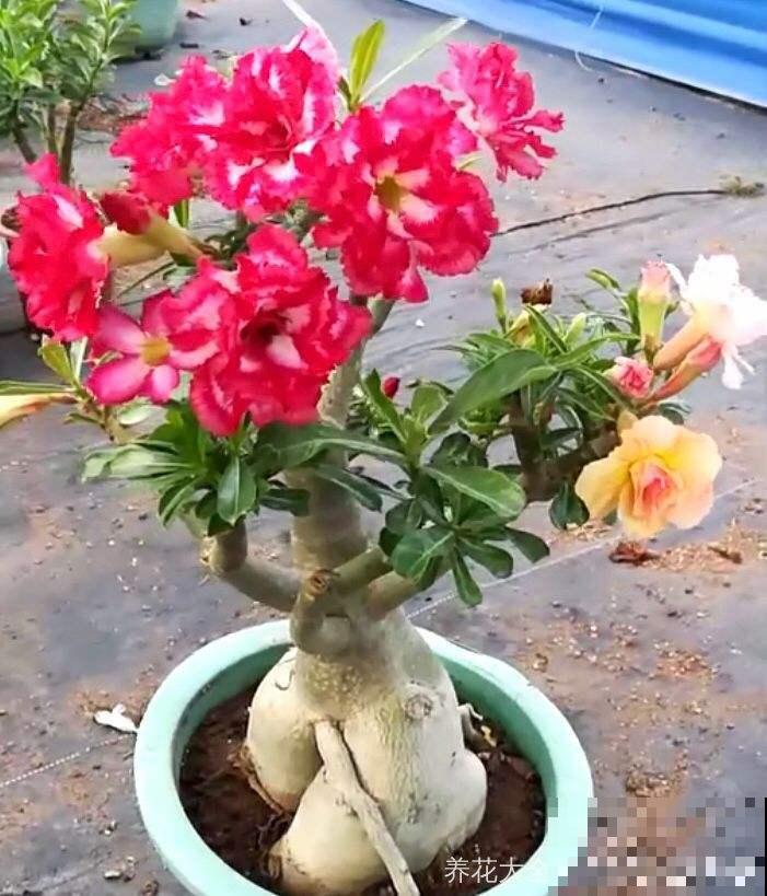 这花特好养，不过要想养出这境界可不容易，看看你家的够格吗？