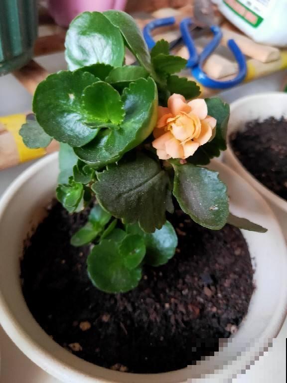 找个塑料袋，往植株上一套，长寿开花快