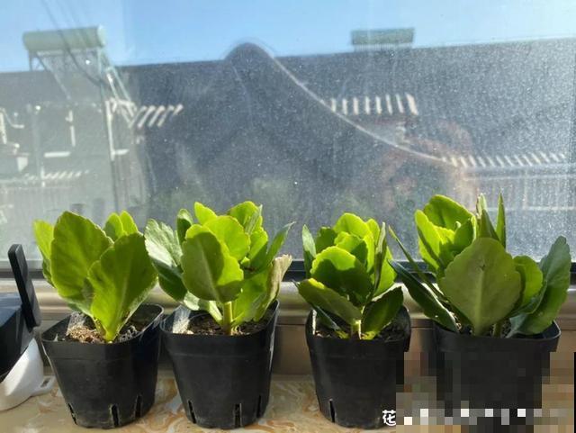这3种花超耐旱，半个月不浇水，反而开花更多