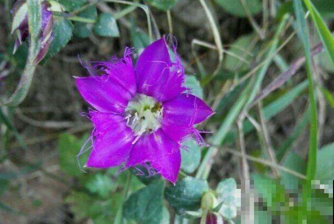 15种小众花，比长寿月季都好看，很少有人能叫出名字来！