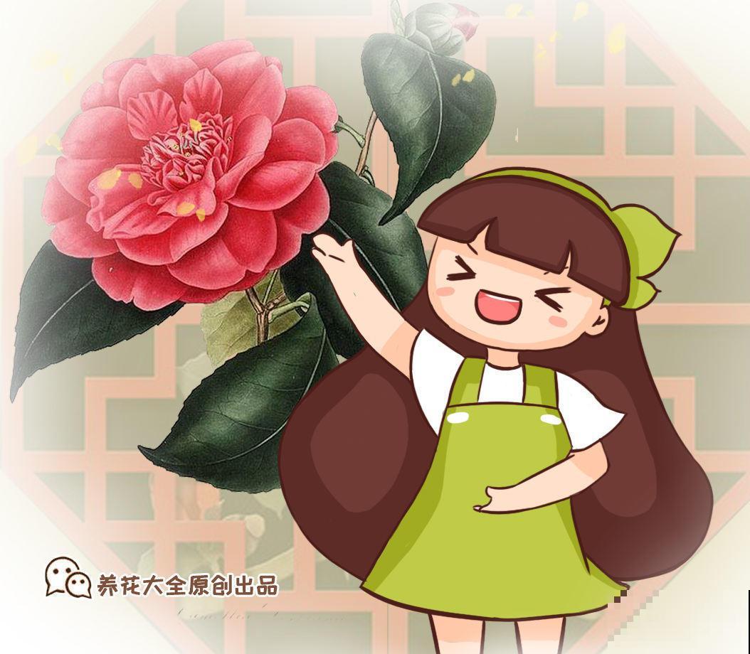 这花娇艳欲滴，天冷就要注意入室，小心落花