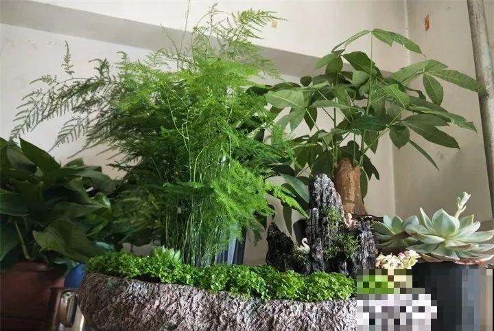 30种花冬天浇水技巧，根不烂，来年春天猛蹿新叶！