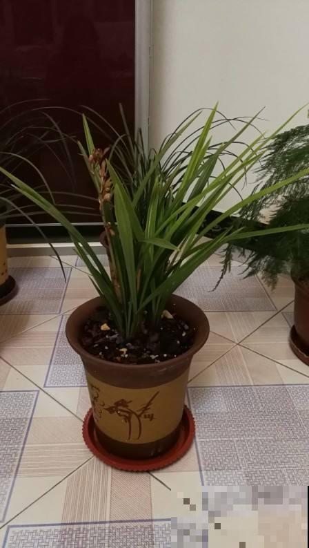 冬天养护兰花要注意，记得把窗户打开，不然叶子容易枯黄