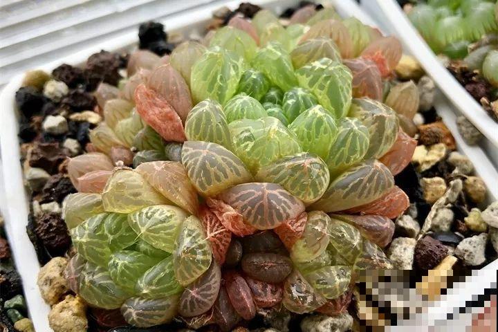 这些多肉最怕冻，一降温就容易死，再不管只剩盆