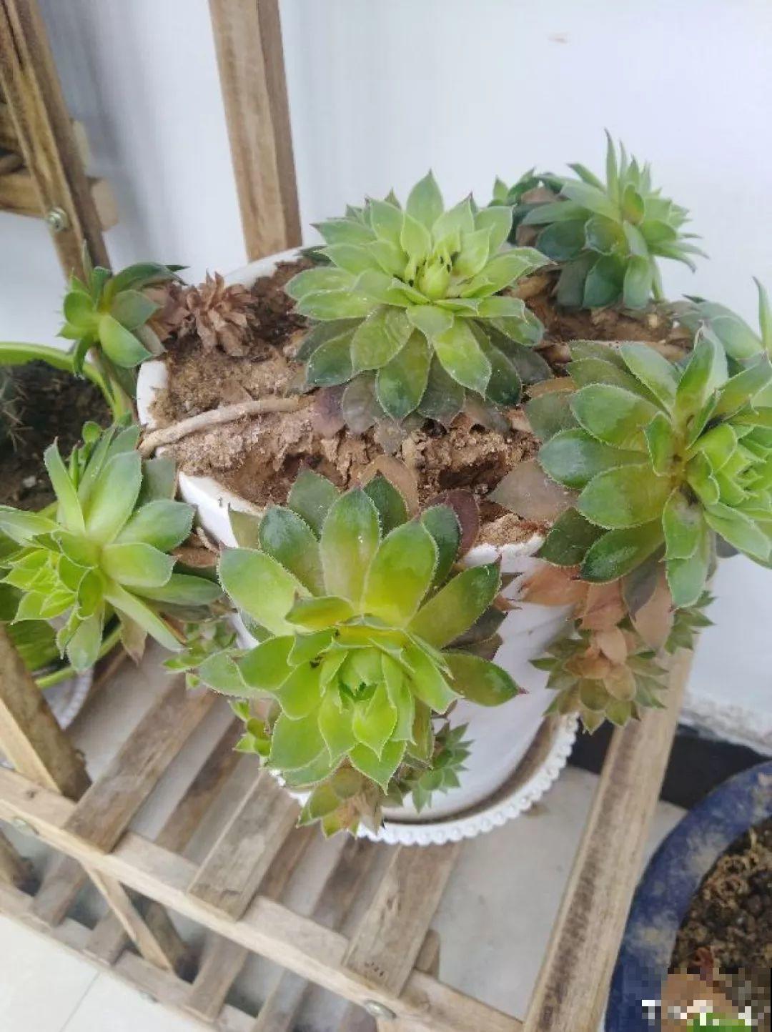 这花是个老酒鬼，灌点酒喷一喷，虫子死翘翘，叶子蹭蹭长！