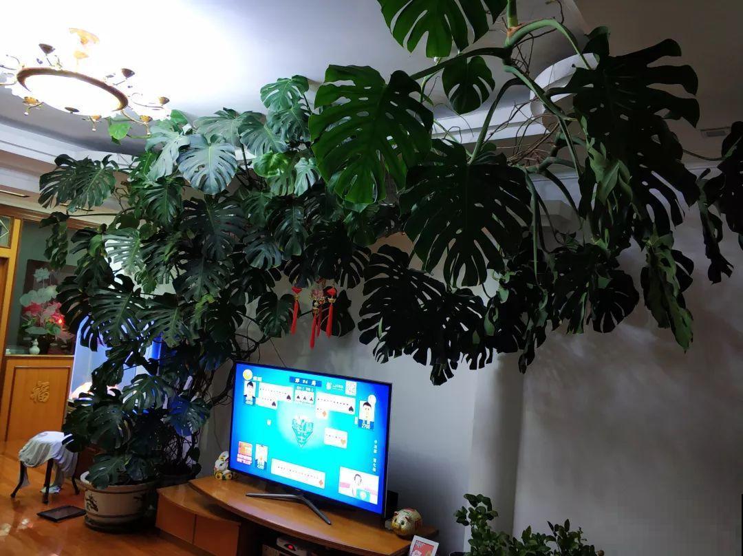 这4种花在他们手里，个个长成巨无霸，到底喂了啥好东西！