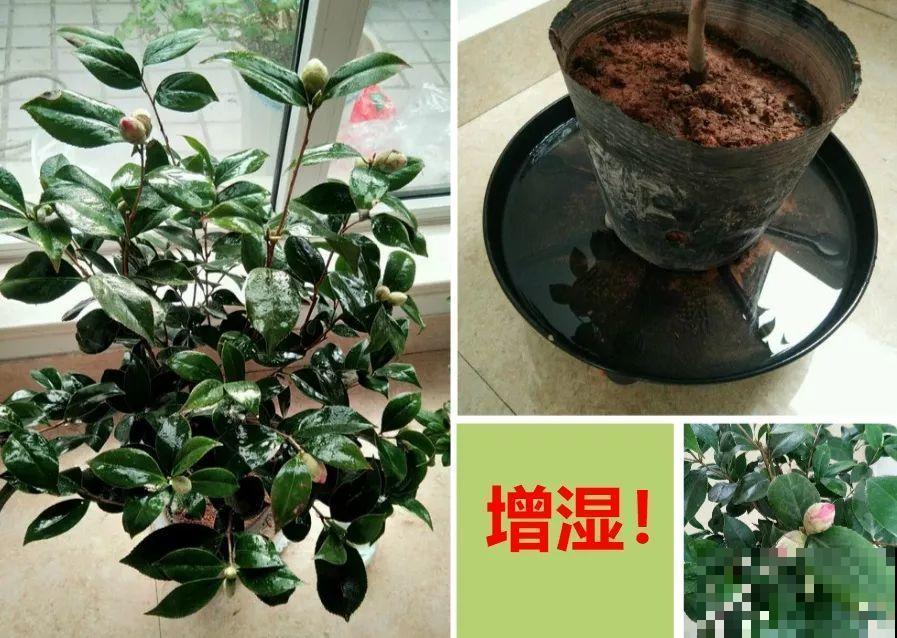 这花公认难养，冬天别急着搬屋里，小心花苞掉一地！
