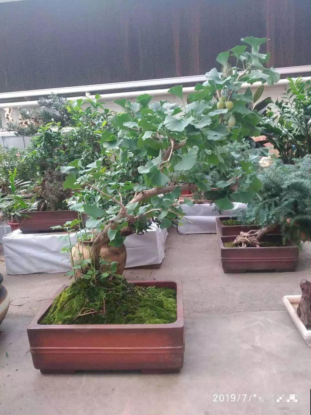 5种花，养个几十年没问题，枝干长得胳膊粗！