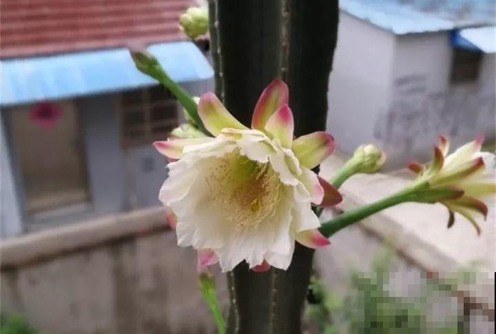 这花平时丑的没人看，只要一开花，谁看了都说美！