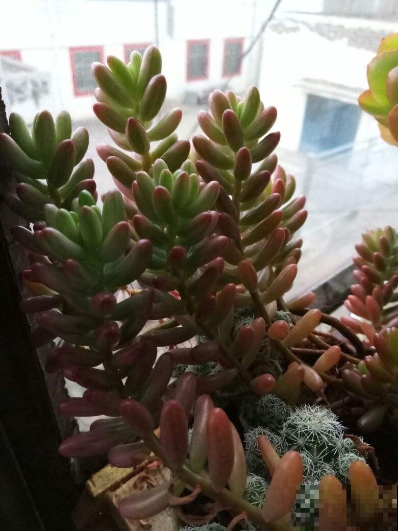 这花喜欢淋雨，越淋越好看，真奇怪